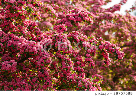 Flowers pink hawthorn. Tree pink hawthorn Flowers pink hawthorn. Tree pink hawthorn 29707699