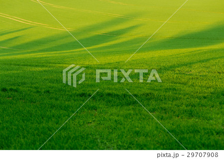 green spring field 29707908