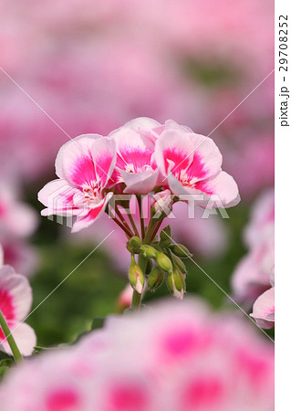 ゼラニウム 29708252