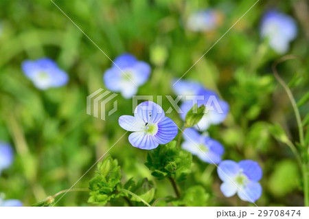 オオイヌノフグリ オオイヌノフグリ 29708474