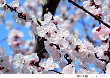 ウメの花 29708579