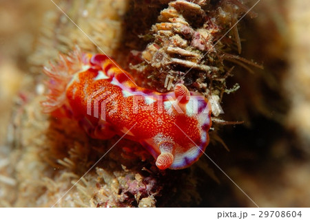 ミカドウミウシ 29708604