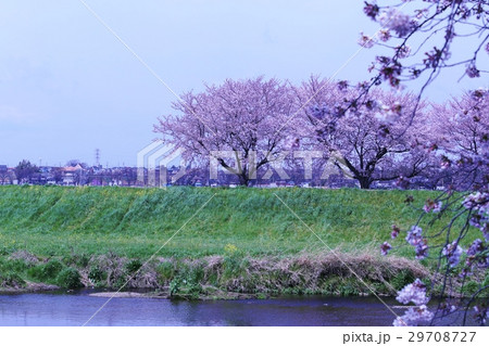 桜 29708727