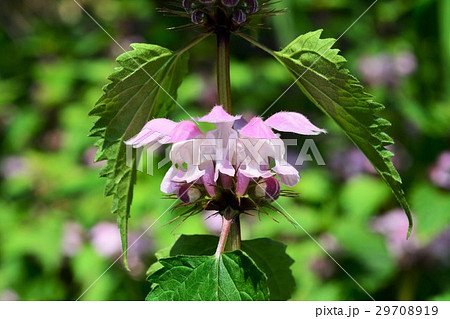 オドリコソウ 29708919