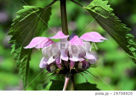 オドリコソウ 29708920