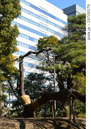 浜離宮の「三百年の松」（浜離宮恩賜公園／東京都中央区浜離宮庭園） 29709379