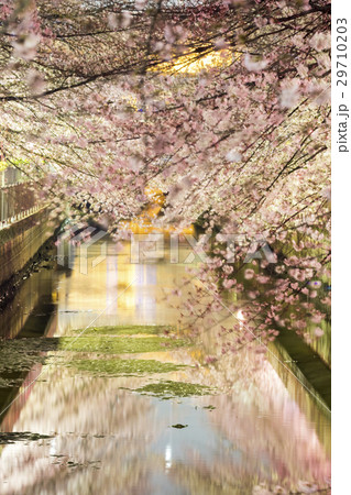 川と桜5 29710203