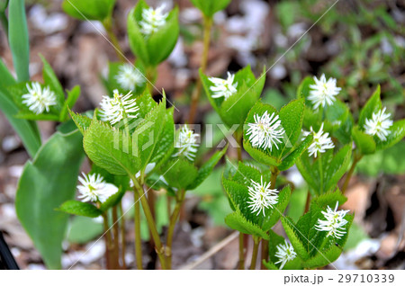 ヒトリシズカ_1 29710339