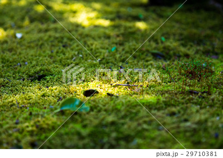 ハリガネゴケ　苔 29710381