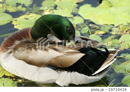 コガモ アメリカコガモ 流れる 29710426