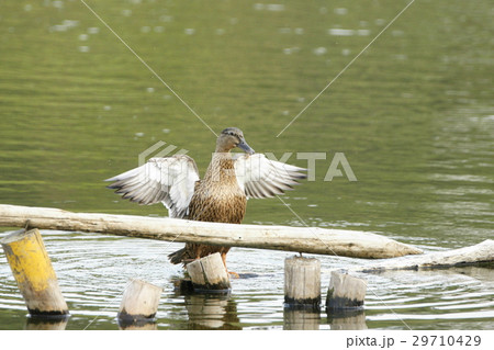 コガモ アメリカコガモ ハチ 29710429