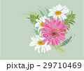 Zinnia flowers  on white background  29710469