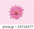 Zinnia flowers  on white background  29710477