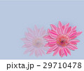 Zinnia flowers  on white background  29710478