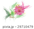Zinnia flowers  on white background  29710479