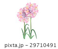 three pink flowers circle bouquet on white backgro 29710491