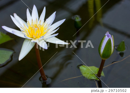 Purple lotus flower in pond Purple lotus flower in pond 29710502