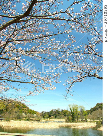池と林と桜咲く風景 池と林と桜咲く風景 29710595