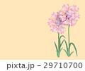 three pink flowers circle bouquet on white backgro 29710700