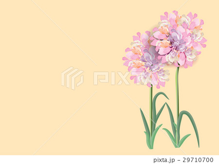 three pink flowers circle bouquet on white backgro 29710700
