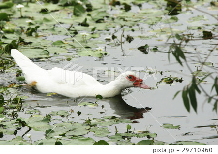ギース 鵞鳥 ガチョウ 29710960