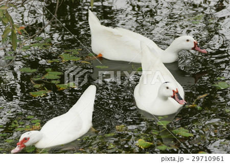 ギース 鵞鳥 ガチョウ 29710961