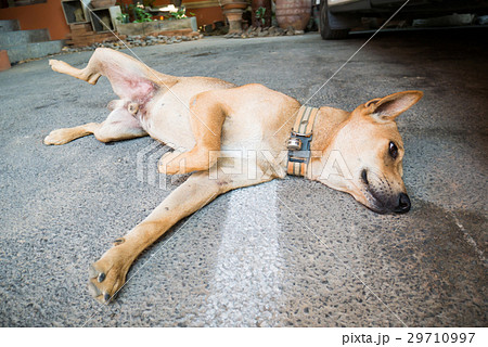 Hybrid brown dog sleep on the floor,Thai dog 29710997
