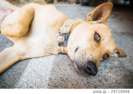 Hybrid brown dog sleep on the floor,Thai dog 29710998
