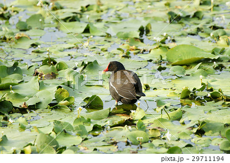 湿原 湿地 沼地 29711194