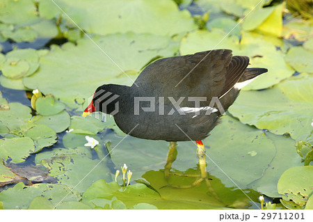 湿原 湿地 沼地 29711201
