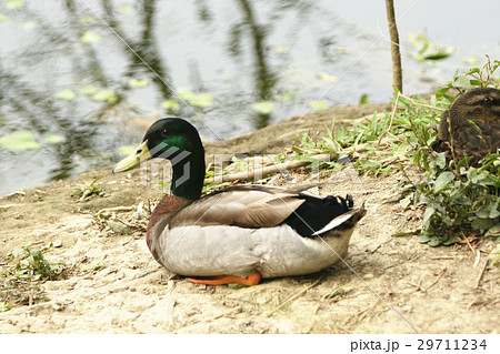 水辺 ウォーターフロント ウオーターフロント 29711234