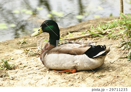 水辺 ウォーターフロント ウオーターフロント 29711235