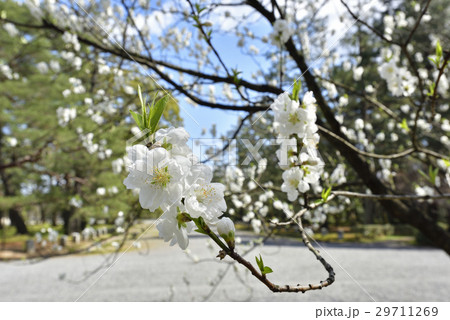 京都御苑 桃園(桃の花) 京都御苑 桃園(桃の花) 29711269