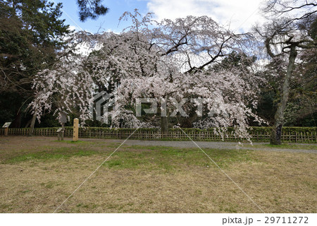 京都御苑 近衛邸跡の枝垂れ桜 京都御苑 近衛邸跡の枝垂れ桜 29711272