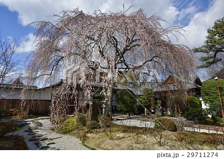 本満寺　枝垂れ糸桜 29711274
