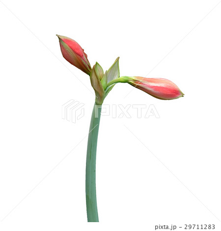 pink lilly flower bud on isolated white 29711283