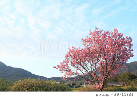 防府 春日神社 ハート桜 防府 春日神社 ハート桜 29711333