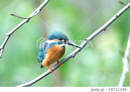 カワセミ 翡翠 川蝉 29711390