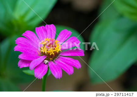 Zinnia elegans or Classic Zinnia flower in garden Zinnia elegans or Classic Zinnia flower in garden 29711417