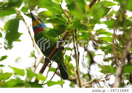 羽根 はね フェザー 29711684