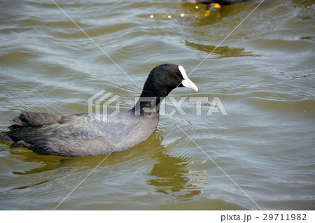 オオバン…… 29711982