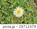 キビシロタンポポ 29712479
