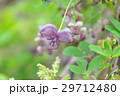アケビの花_1 29712480