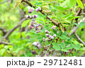 アケビの花_2 29712481