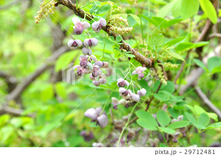 アケビの花_2 29712481