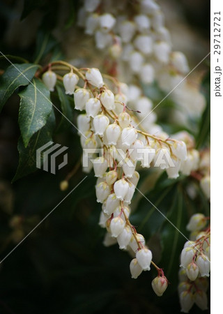 アセビの花 29712721