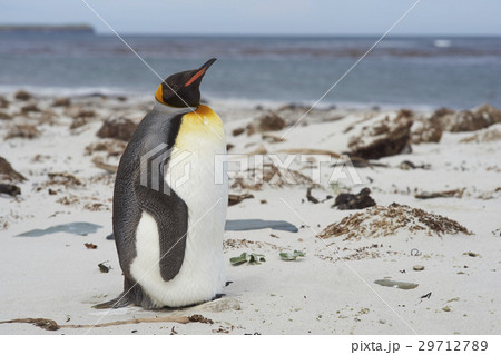 King Penguin on a sandy beach King Penguin on a sandy beach 29712789