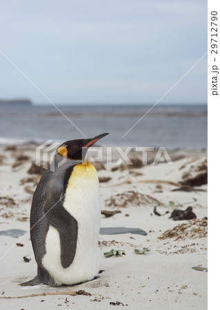 King Penguin on a sandy beach 29712790