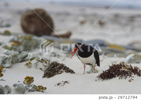 Magellanic Oystercatcher calling 29712794