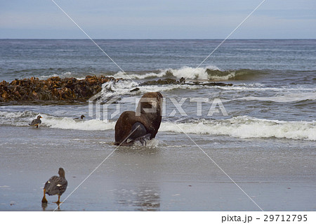 Southern Sea Lion going to sea 29712795